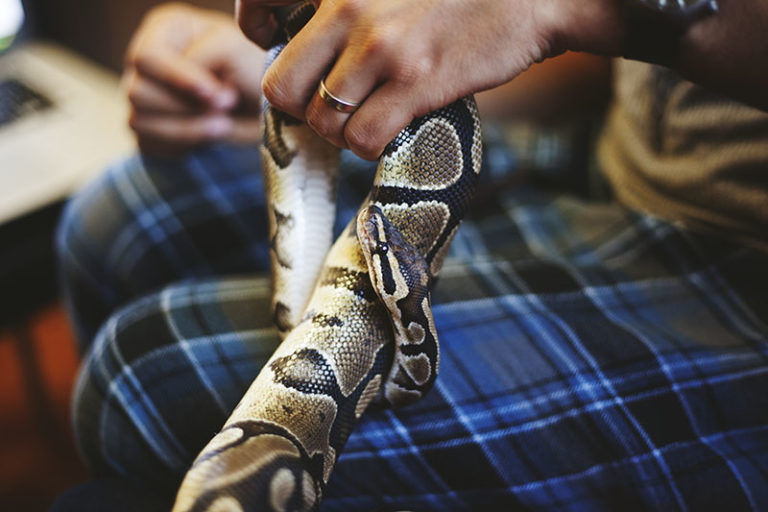 How to Tie a Knot With a Ball Python - My Pet Python