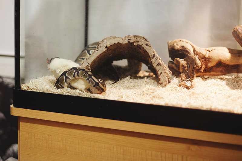 ball python pulling food