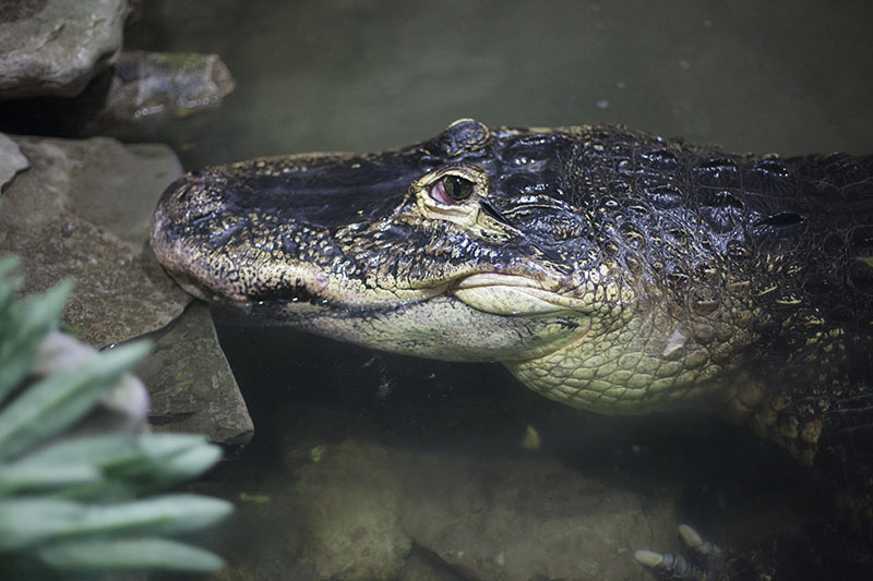 alligator mississippiensis