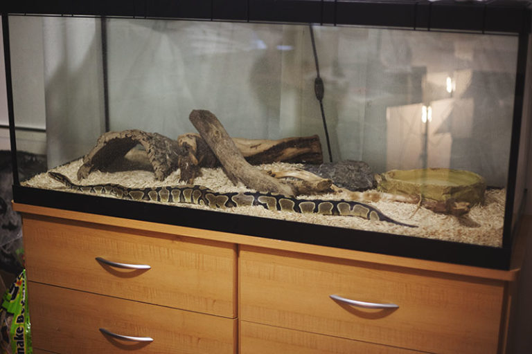 Havana's Growth - My Pet Python