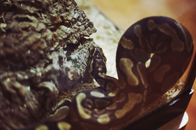 Will My Ball Python Drown Understanding Their Swimming Abilities - hj9mamb
