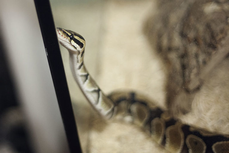 Differences Between Male and Female Ball Pythons My Pet Python