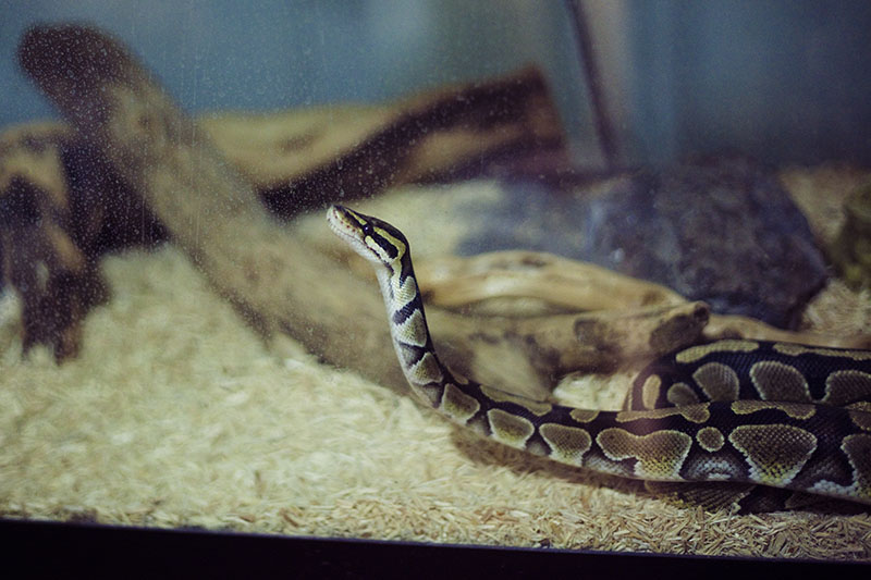 Are Female Ball Pythons More Aggressive?