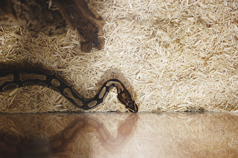 royal python age as pet