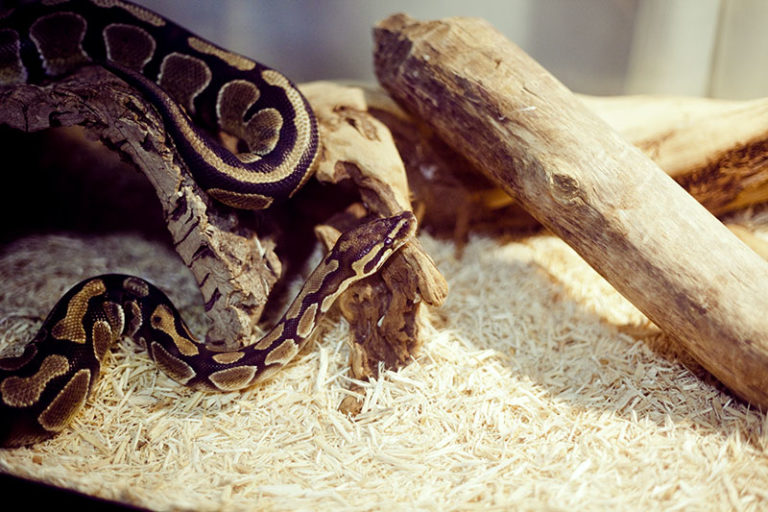 Why Did My Ball Python Bite Me? - My Pet Python