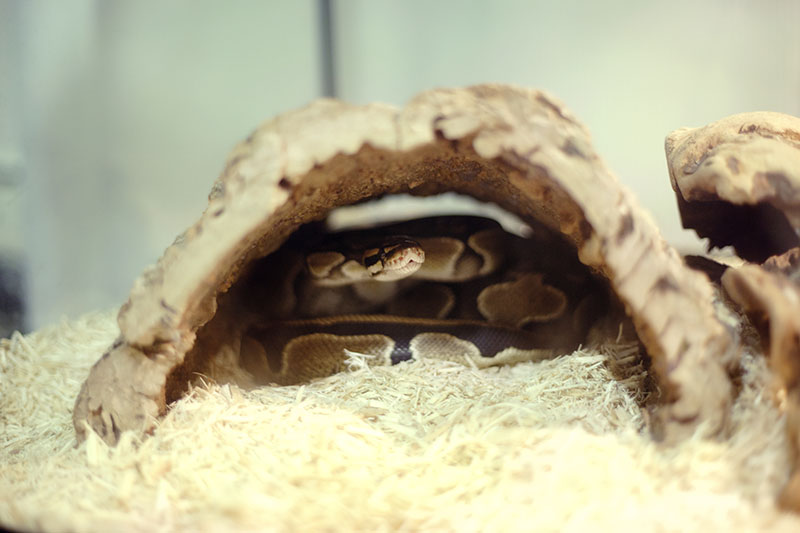 ball python eating another snake